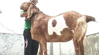 Bakra Eid Sultan for sale on Eid [upl. by Fleisher]