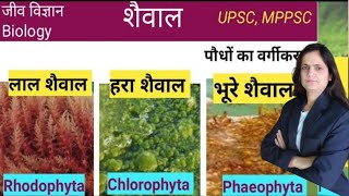 शैवाल  Algae  लाल शैवालभूरे शैवालहरे शैवाल  पौधों का वर्गीकरण  Biology [upl. by Fanechka705]