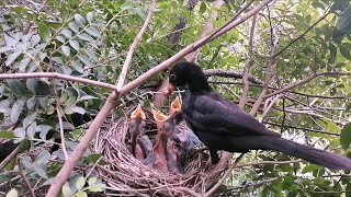 A Day in the Nest Birds Feeding and Protecting Their Chicks nature [upl. by Adekam]