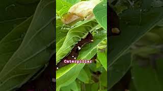 caterpillar 🐛 garden asmr gardening love [upl. by Atineb]