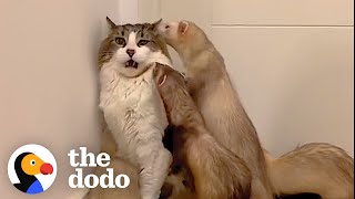 Cat Loves To Wrestle With His 5 Ferret Siblings  The Dodo [upl. by Annaegroeg]