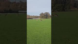 Holkham Hall Christmas Deer Ruting  Christmas  Holkham  North Norfolk  Wells Next The Sea [upl. by Ros]