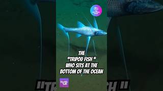 The “Tripod Fish” Who Sits on Stilts at the Bottom of the Ocean [upl. by Vatsug]