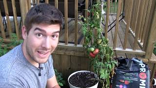 Giant Crimson 87 yo Tomato Update  Seeds Ripe Tomatoes amp Fake Knockoffs [upl. by Myrtle]