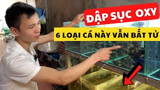 6 Loại cá chẳng cần Sục Oxy vẫn cứ là quotOKquot  Nguyễn Du aqua [upl. by Morehouse413]