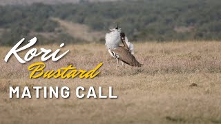 Kori Bustard Mating Call  Discover Africa Latest Sightings [upl. by Jandel994]