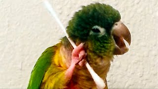 Funniest Birds Around the World [upl. by Nur]