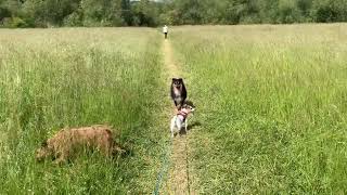 Hinksey Meadows and Dogs [upl. by Dnomad142]