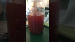 Reishi Tincture exploremore garden herbs reishi extraction [upl. by Syhr505]