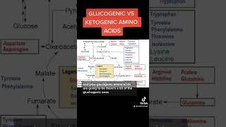 Glucogenic vs Ketogenic Amino Acids MCAT [upl. by Eeb]