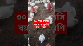 ৩০ বয়সি বয়লার মুরগিpoultry chicken chickenfarming [upl. by Wilt]