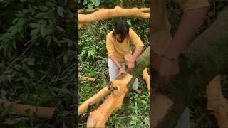 肉桂大樹取皮的過程，烘乾製作中草藥The process of extracting the bark of the cinnamon tree， Dry China herbal medicine [upl. by Debbra213]