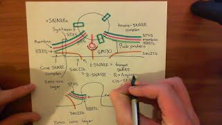 The Golgi and Anterograde Transport Part 4 [upl. by Benoit]