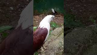 Brahminy kite [upl. by Inanuah]