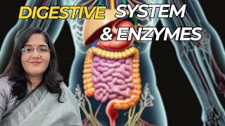 Digestive System and Enzymes  Human Physiology Part1 [upl. by Witkin]