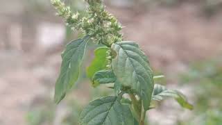 Amaranthus spinosus [upl. by Ahsimat392]