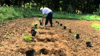 OKRA  TRANSPLANTING INTO THE GARDEN PART 2 and CUT WORM TIP OAG 2015 [upl. by Slocum]