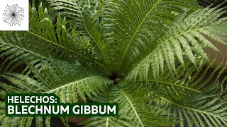 Plantas de sombra Todo sobre el Helecho Blechnum gibbum [upl. by Karena]