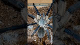 Monocentropus Belfouri Tarantula shorts shortsvideo tarantula [upl. by Berneta773]