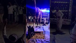 Wedding tradition in rajasthan jaisalmer desert wedding taboos [upl. by Jehu]