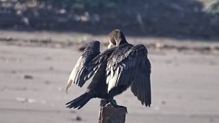 Cormorán Yeco o Cuervo de mar  Phalacrocorax brasilianus Neotropic Cormorant [upl. by Sabian]