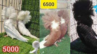 top 10 jacobin pigeons Fancy pigeon farm 2024 Naqab posh pigeons and fancy kabootar pigeon [upl. by Yren]