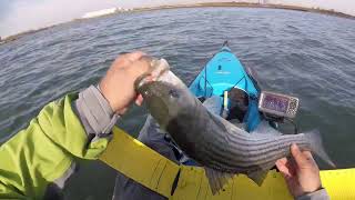 Jamaika bay striped bass fishing [upl. by Aliuqaj]