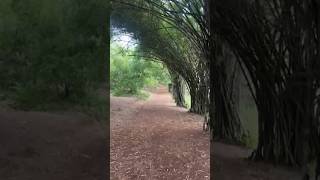 The stunning natural archway shortvideo naturalbeauty [upl. by Ellenyl]