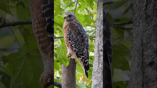 Redshouldered Hawk [upl. by Serafina153]