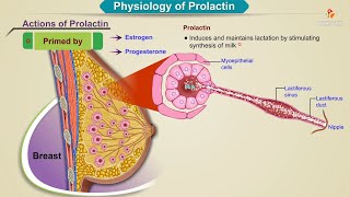 Physiology of prolactin Animation  Endocrine Physiology USMLE Step 1 [upl. by Aihtiekal]