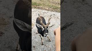 Safari park virginia naturelover viralvideo fypシ゚viral foryou usa r [upl. by Alcine877]