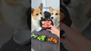 KIMCHIJJIGAE for my dogs 🇰🇷🐶 corgi food cooking [upl. by Koral141]