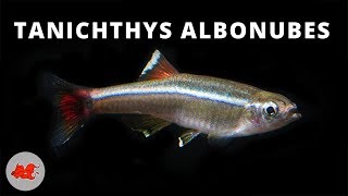 Tanichthys albonubes ✔ [upl. by Ahsenev899]