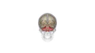 How does the cerebellum compute proprioceptive information probably not like this [upl. by Heinrike]