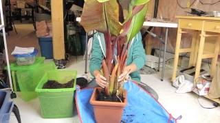 Banana  Time to prepare for Winter  Ensete ventricosum Maurelii [upl. by Glynnis]