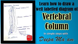 How to draw well labelled diagram of Vertebral Column Skeletal System Part  2 by Deepa maam [upl. by Nwahsuq]