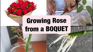 Growing Rose Cuttings from the Bouquet  Mr amp Mrs Koala Gardening [upl. by Dnumyar]