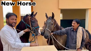 New Ghodi Ko Horse Se Check Karvaya [upl. by Abdella]