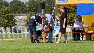 Cappo Von Babylon  Individual Round  Germany Nürnberg German Shepherd Dog Show 2024 [upl. by Amadeo690]