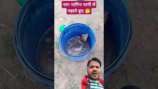 Jab bheed lag gayi naag dekhne walo ki snake shortvideo [upl. by Nidorf]