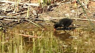 Waterhoen met kuikens  Moorhen with chicks [upl. by Idnis]