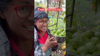 How I got FREE Tomatillos shorts [upl. by Shane869]