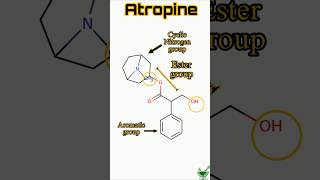 Atropine  Structure  Synthesis  SAR  IUPAC name atropine medicinalchemistry chemistry gpat [upl. by Nerraj]