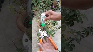 Before Winter Rose Plant Care Tips [upl. by Reace]