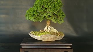 Bonsai Training Guide Chamaecyparis obtusa Nana [upl. by Vannie]