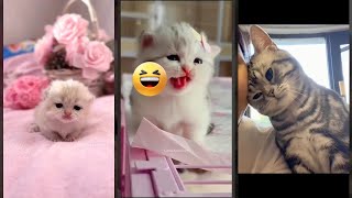 Funny Cat 🥰 Cat Fails 😾 FunnyCats Part 6940 [upl. by Sesom]