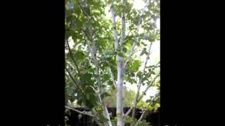 Betula jacquemontii  Whitebarked Himalayan Birch [upl. by Iaras965]