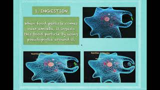 Nutrition In AmoebaClass X Chapter Life ProcessPart 7  CBSENCERT [upl. by Fazeli]