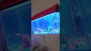 Fish tank 2 ft [upl. by Brennan]