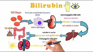 ماذا تعرف عن الصفراء البيليروبين ؟ هنعرف مصدر الصفراء واسباب الزيادة الطبيعية والغير طبيعية [upl. by Orman]